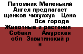 Питомник Маленький Ангел предлагает щенков чихуахуа › Цена ­ 10 000 - Все города Животные и растения » Собаки   . Амурская обл.,Завитинский р-н